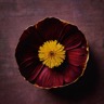 glasswing_g avatar